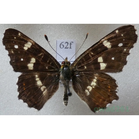 Araschnia levana (Linnaeus, 1758) male form Rusałka kratkowiec Czech62f